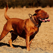 Load image into Gallery viewer, Dog Collar - Genuine Leather Dog Collars with Traffic Handle - Heavy Duty Hardware for Large and Extra Large Dog Breeds - Brown