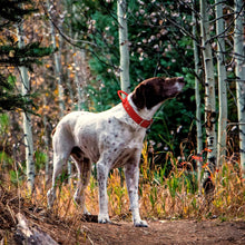 Load image into Gallery viewer, Dog Collar - Genuine Leather Dog Collars with Traffic Handle - Heavy Duty Hardware for Large and Extra Large Dog Breeds - Red