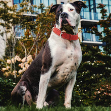 Load image into Gallery viewer, Dog Collar - Genuine Leather Dog Collar - Heavy Duty Hardware for Large and Extra Large Dog Breeds - Red