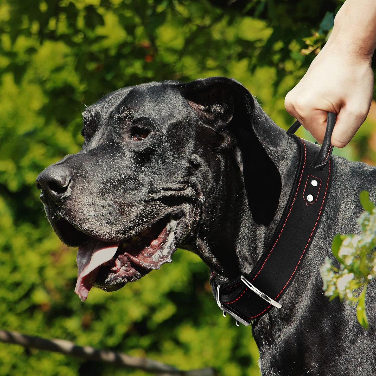 Dog Collar - Genuine Leather Dog Collars with Traffic Handle - Heavy Duty Hardware for Large and Extra Large Dog Breeds - Black/Red Thread