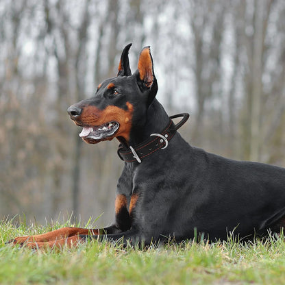 Dog Collar - Genuine Leather Dog Collars with Traffic Handle - Heavy Duty Hardware for Large and Extra Large Dog Breeds - Black/Red Thread