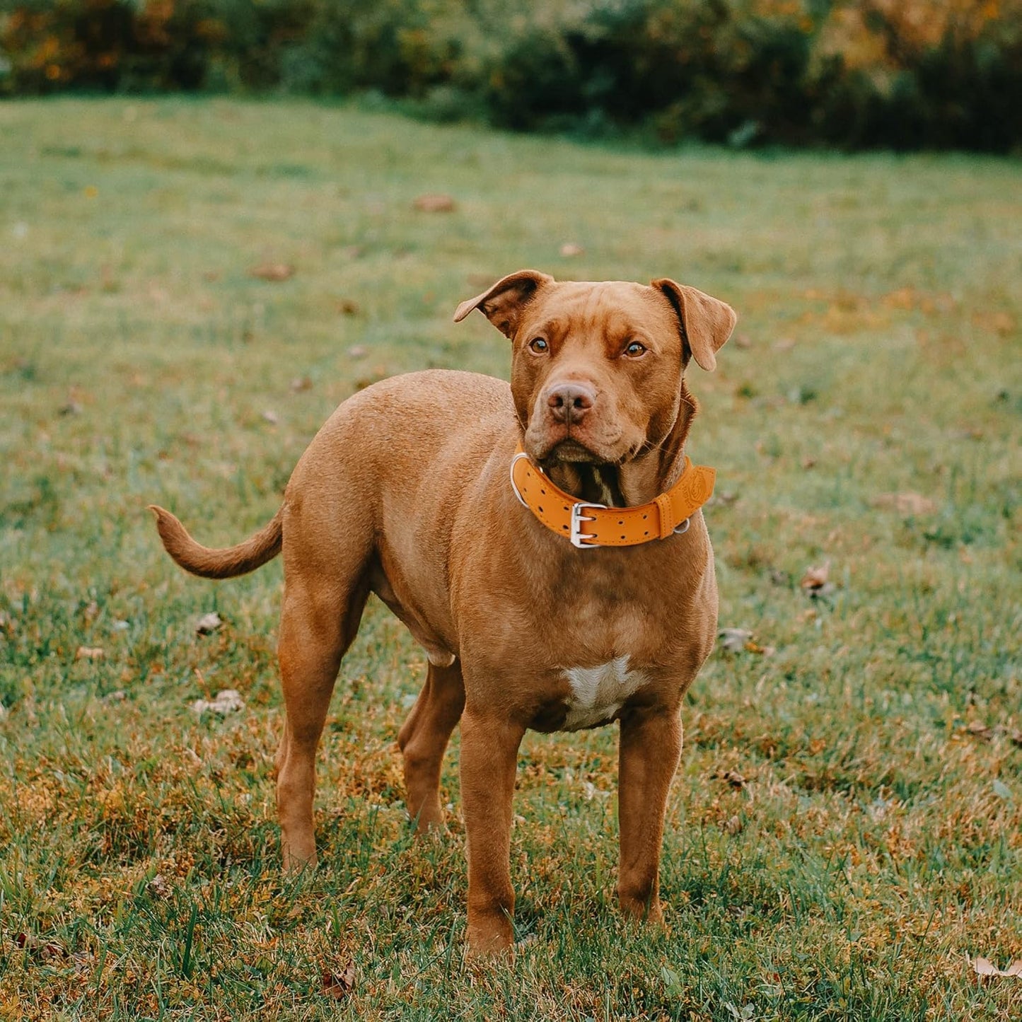 Dog Collar - Genuine Leather Dog Collar - Heavy Duty Hardware for Large and Extra Large Dog Breeds - Orange