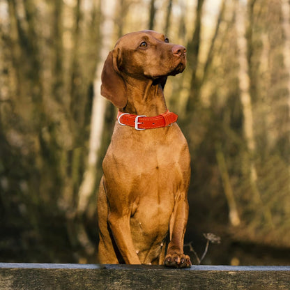 Dog Collar - Genuine Leather Dog Collar - Heavy Duty Hardware for Large and Extra Large Dog Breeds - Red