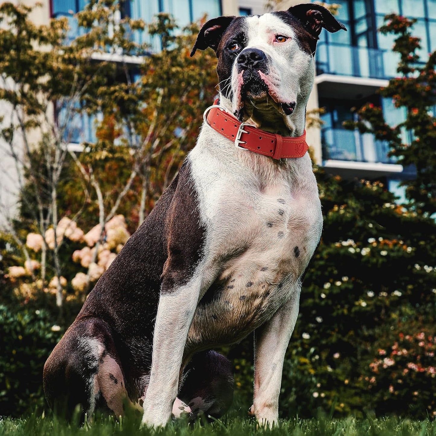 Dog Collar - Genuine Leather Dog Collar - Heavy Duty Hardware for Large and Extra Large Dog Breeds - Red
