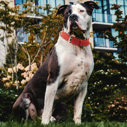 Dog Collar - Genuine Leather Dog Collar - Heavy Duty Hardware for Large and Extra Large Dog Breeds - Red