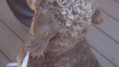 Padded Leather Dog Collar